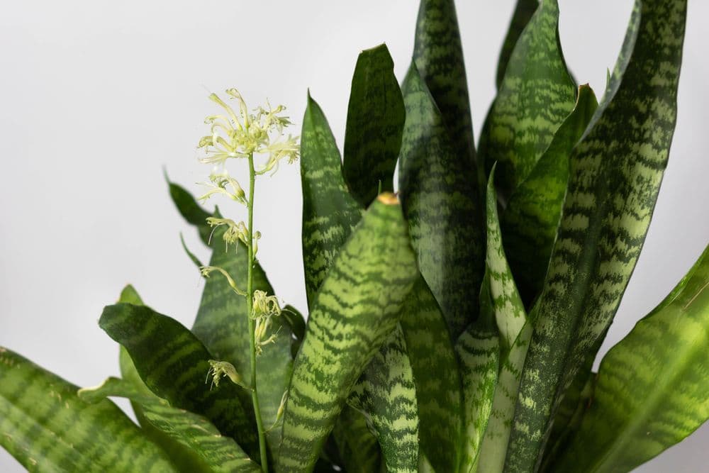 snake plants in pots