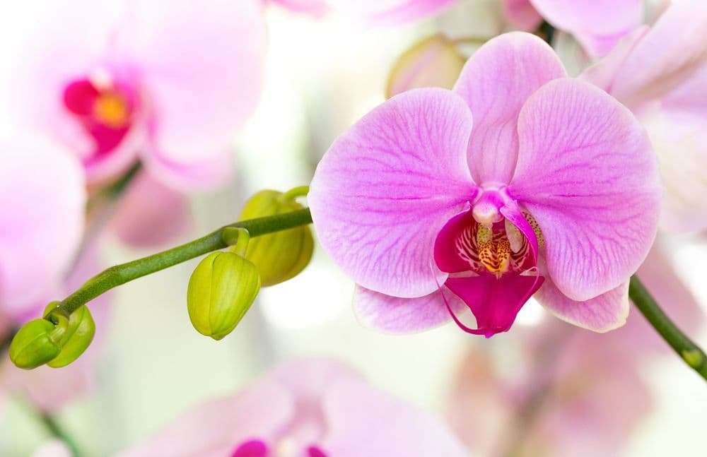 Purple phalaenopsis orchid